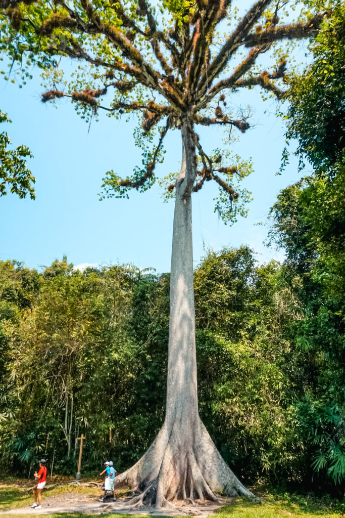 Tikal tree